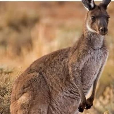Kanga thumbnail