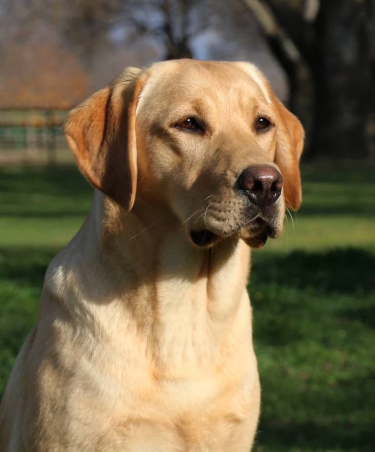 Dog thumbnail