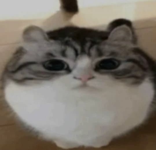 A cat thumbnail