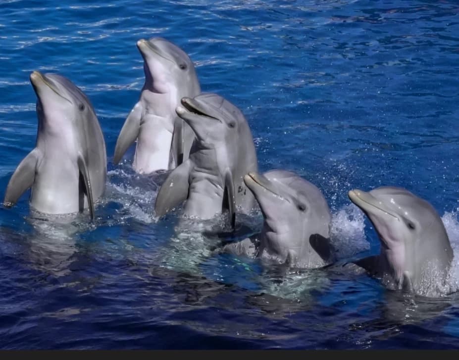 Dolphins group. thumbnail