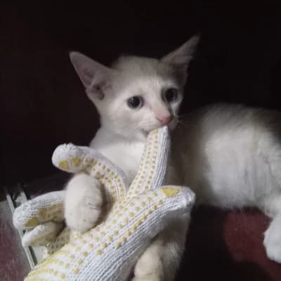 Pickles thumbnail
