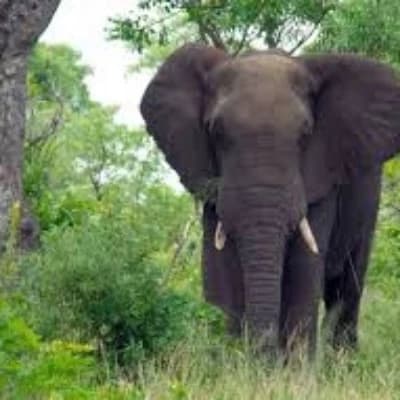 Unnamed Elephant thumbnail
