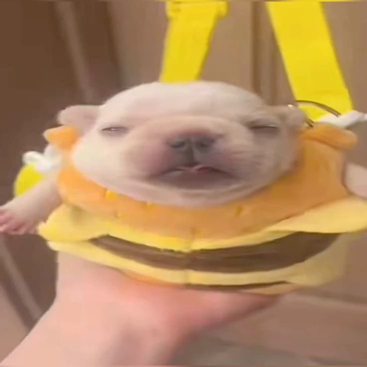 Tom the pitbull thumbnail