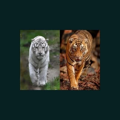 The Tigresses thumbnail