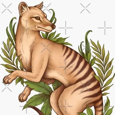 Thylacine survival thumbnail
