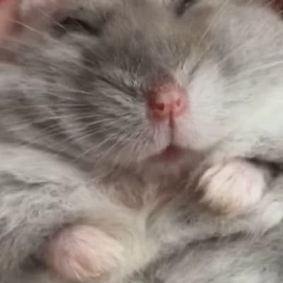 Jerymia thumbnail