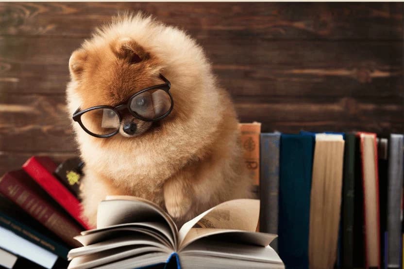 Dog School Simulator thumbnail