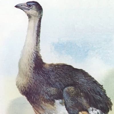 Moa survival thumbnail