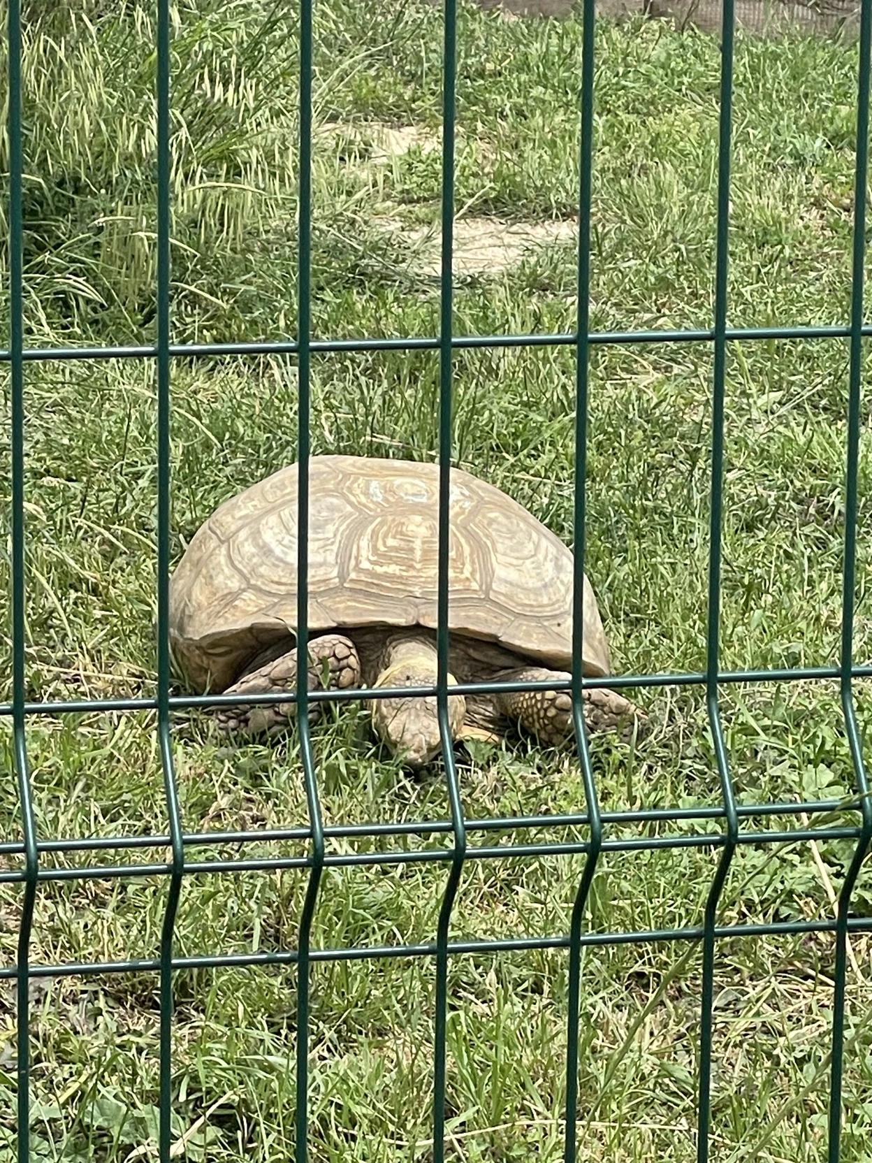 Waggy the turtle  thumbnail