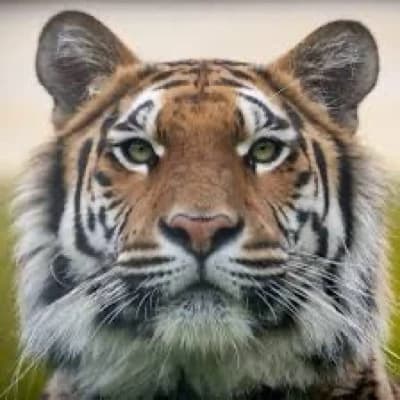 Tiger cute thumbnail