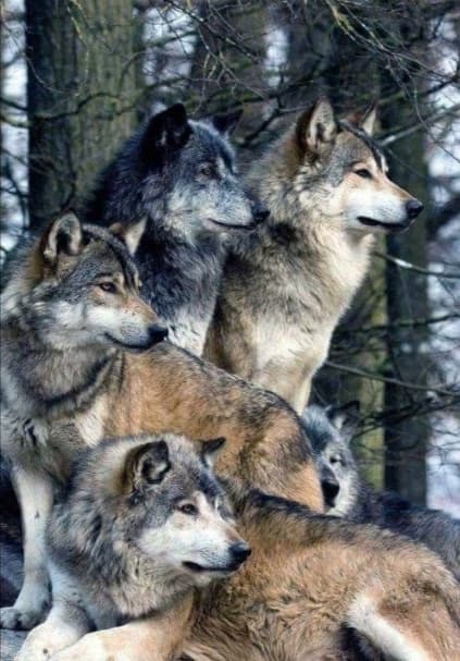 Wolf pack 🐺✨🪐 thumbnail