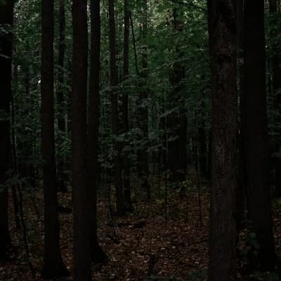 Camp wildwood  thumbnail