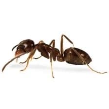Ant thumbnail