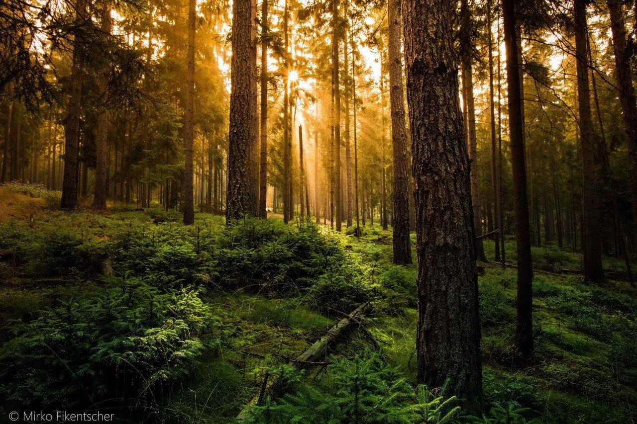Forest thumbnail
