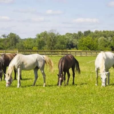 A infinite field of infinite horses thumbnail