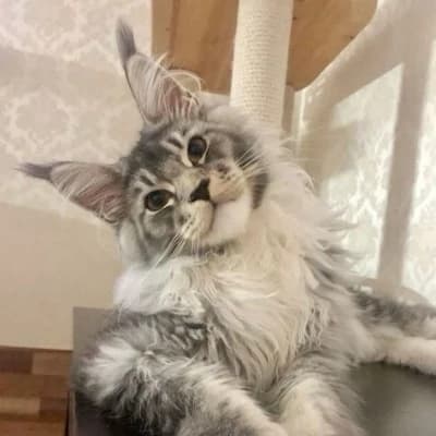 Robin-_ O cat thumbnail