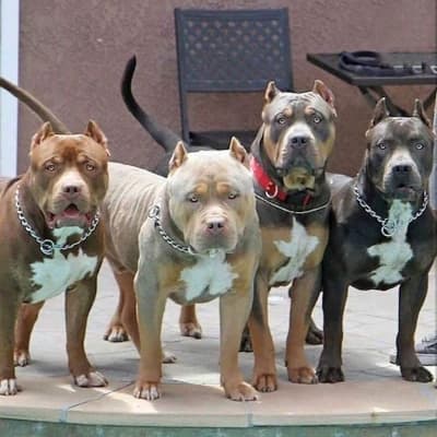 Your dogs thumbnail