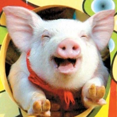 Pigbert Chummo thumbnail