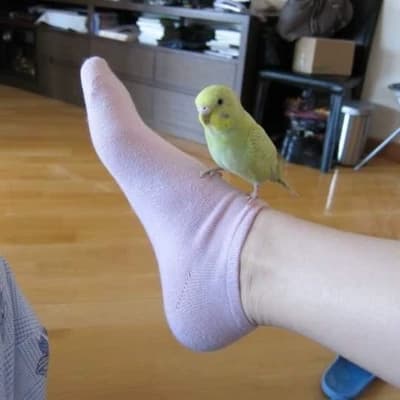 Virtual Pet (Lala) thumbnail