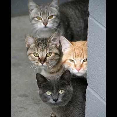 Mira, Taiga, Clover, Ash thumbnail