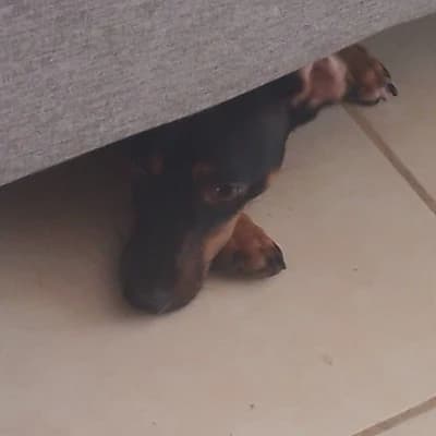 Innocent Pervert Puppy thumbnail