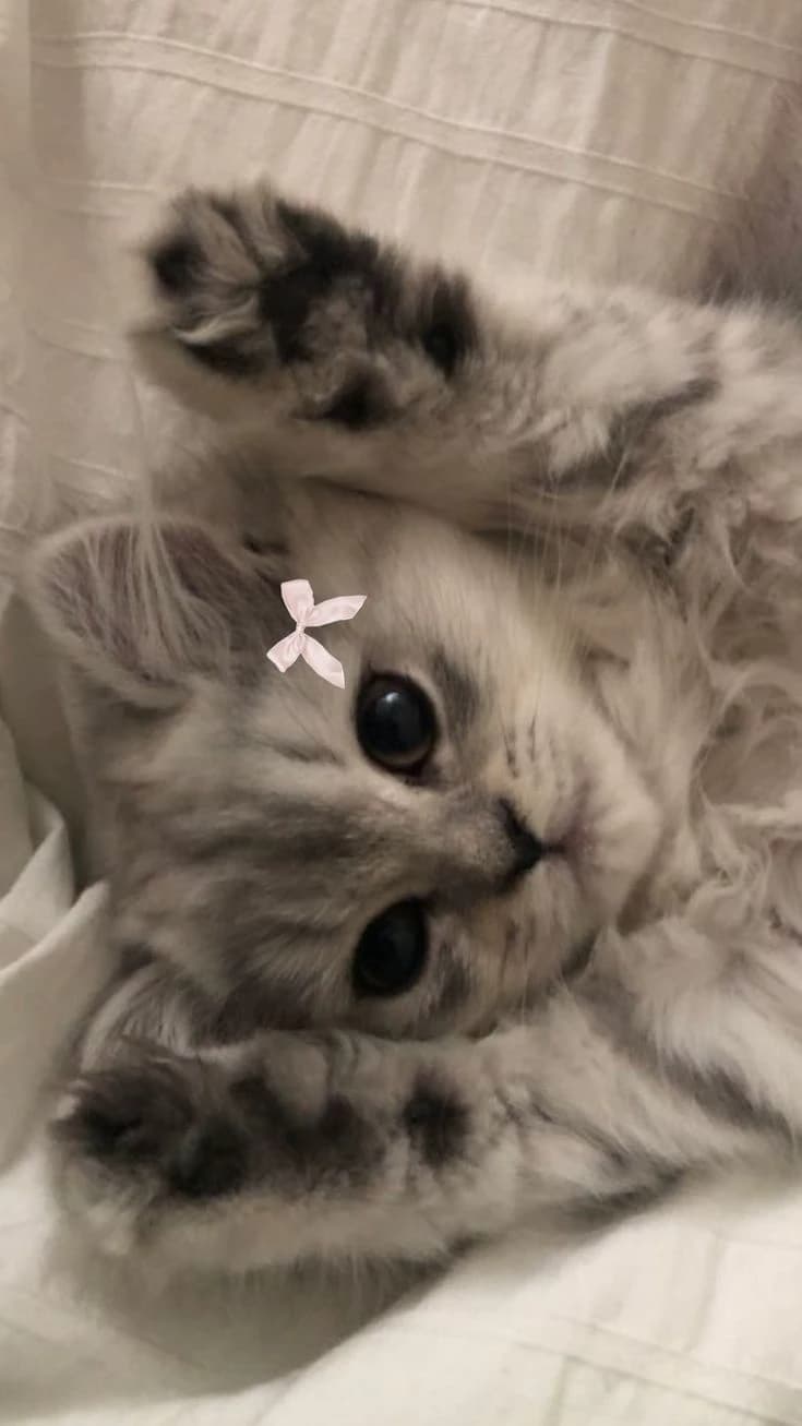 lily thumbnail