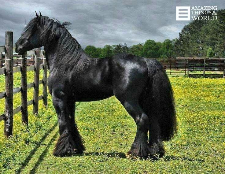 Horse farm thumbnail