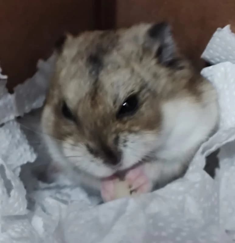 Hamster thumbnail