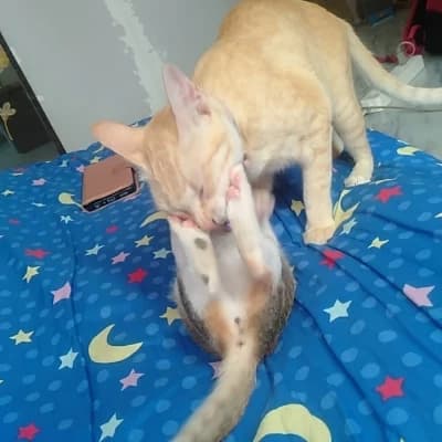 Perverse Cat thumbnail