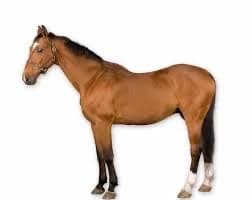 A literal fucking horse thumbnail