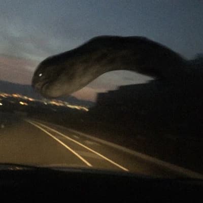Worm on the highway thumbnail