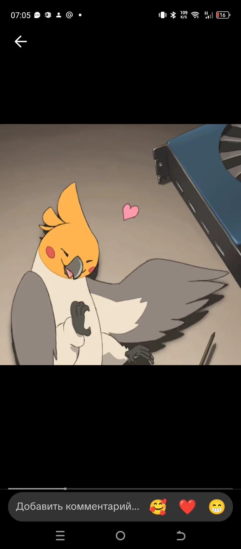 Carolina your parrot in puberty thumbnail