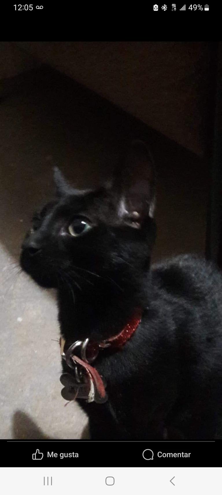 Mittens History Assistant thumbnail
