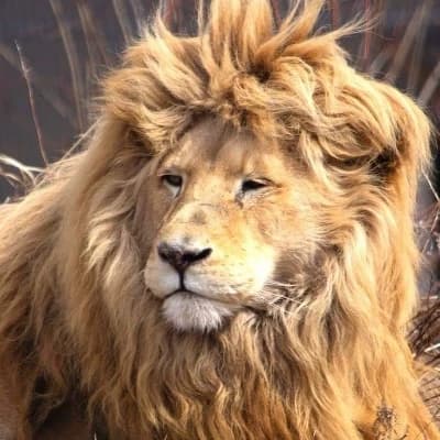 lion thumbnail