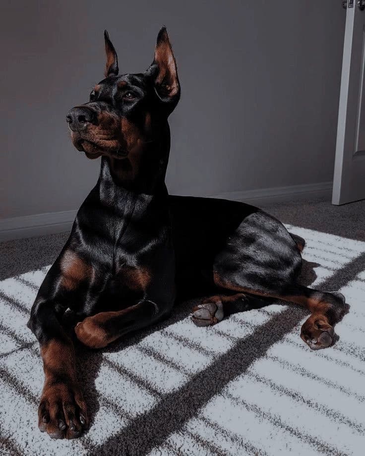 MH .. Why not become a female dog or dog? thumbnail