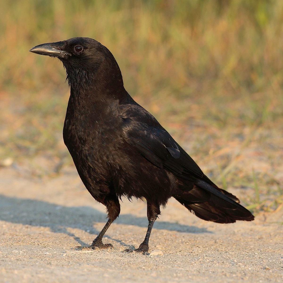 Female Crow thumbnail