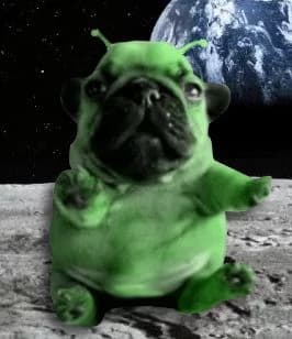 Pug alienities thumbnail