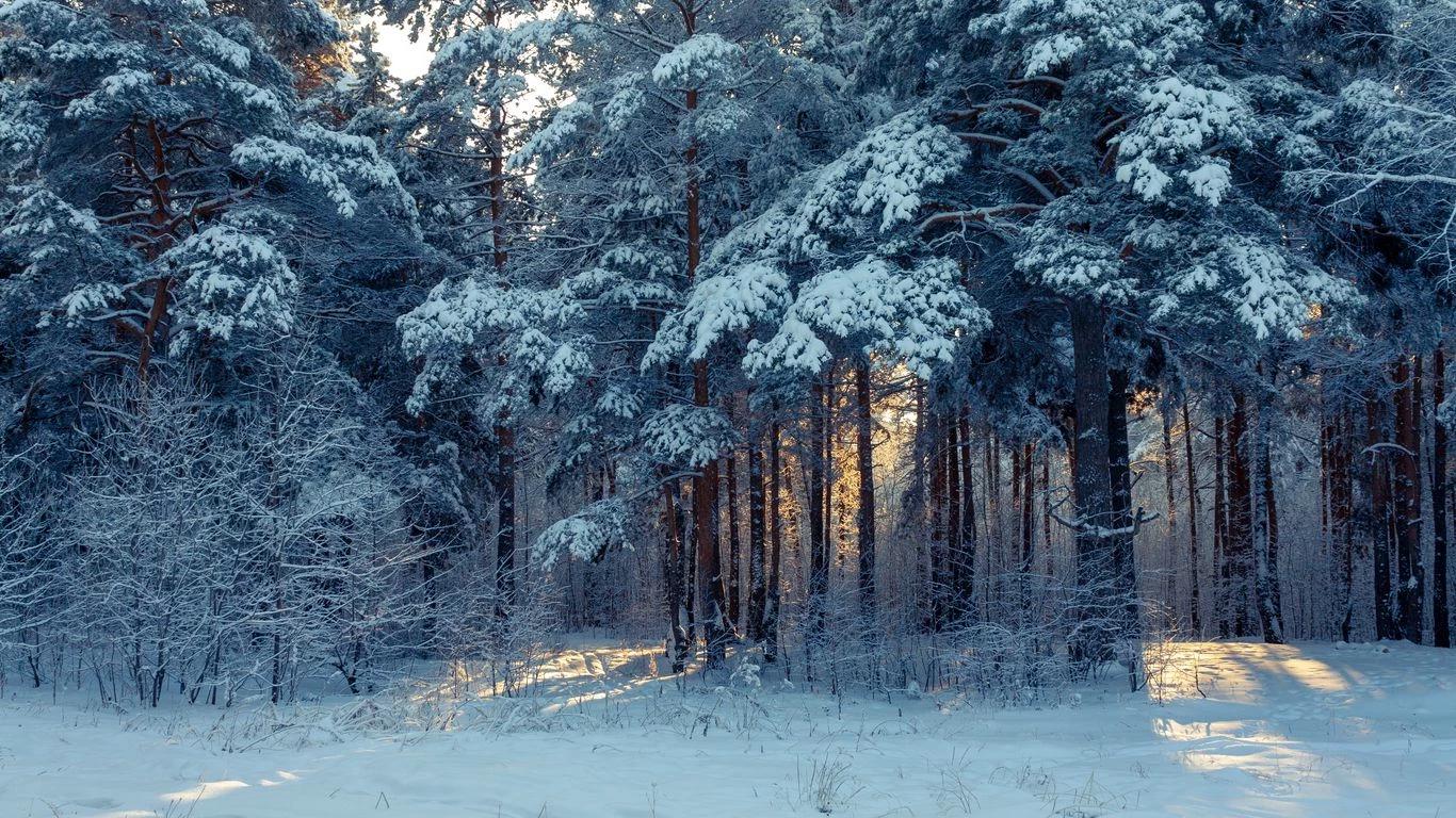 forest thumbnail