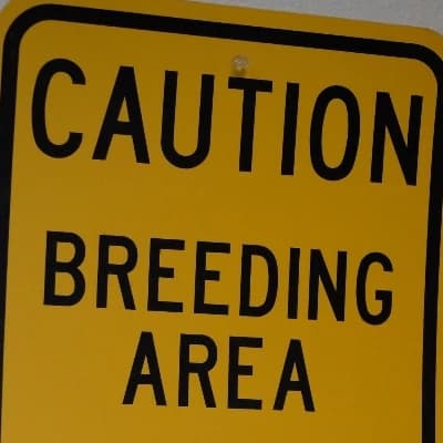 You accidentally applied to become a breeder  thumbnail