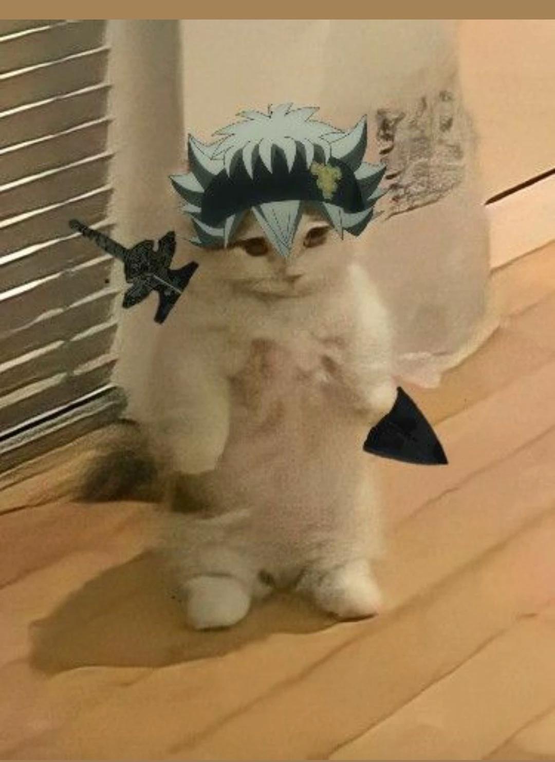 Asta (the kitten) thumbnail