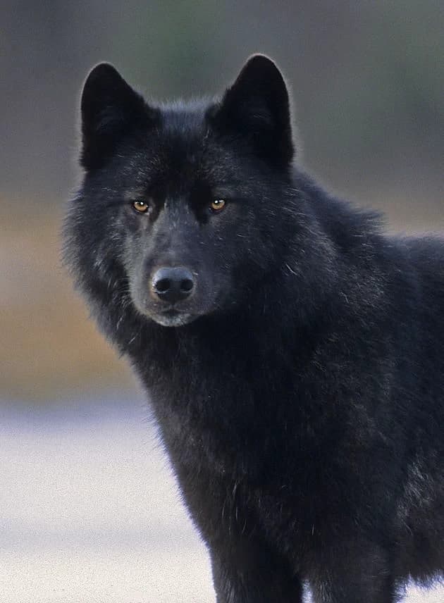 wolf thumbnail