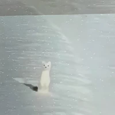 mouse thumbnail