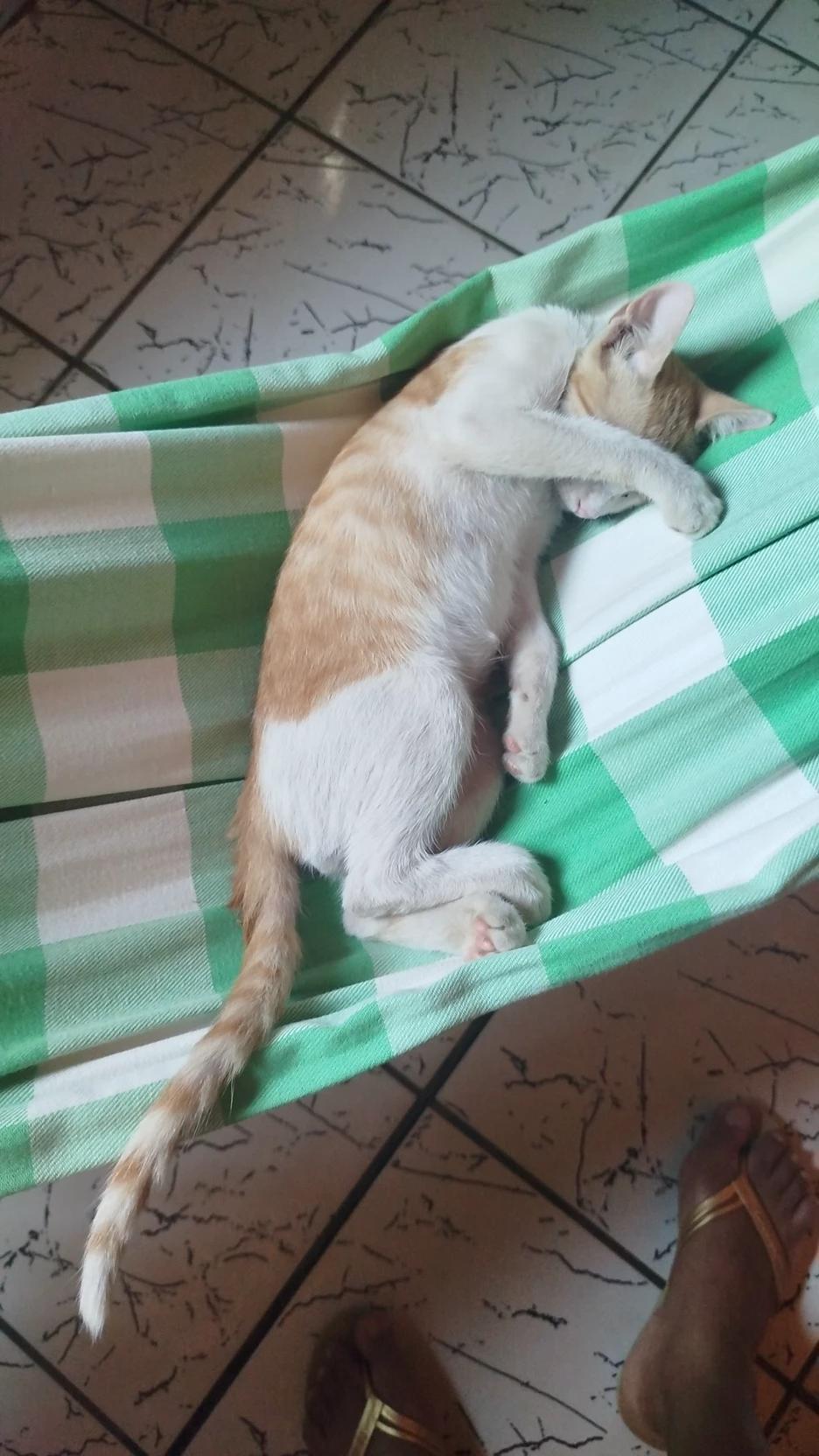 Stray cat thumbnail