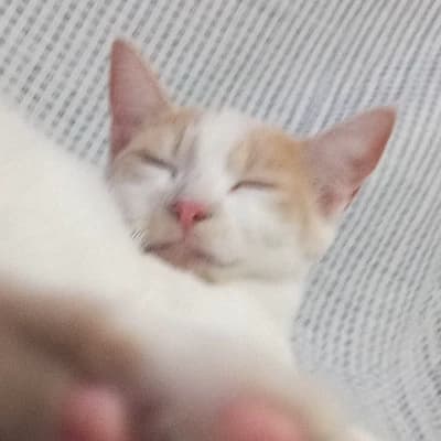 Salomeca thumbnail