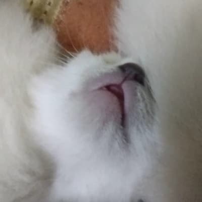 Baby Gatito thumbnail