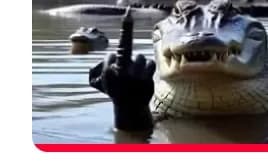 Your alligator thumbnail