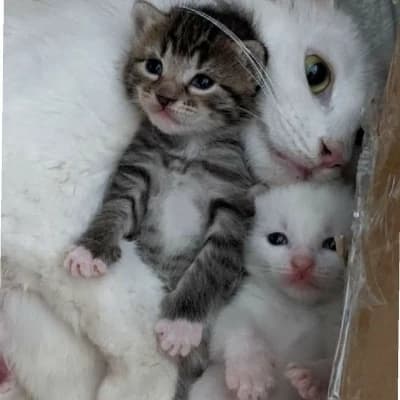 Mother Gata thumbnail