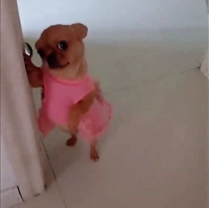 Puppy ₺•×•₺ thumbnail