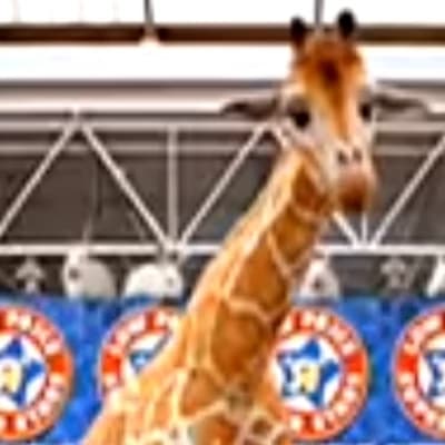 Geoffrey the Giraffe thumbnail