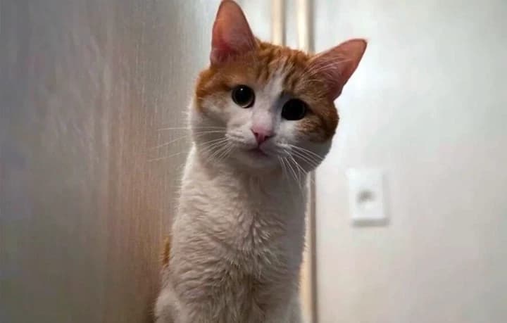 Cat Twiks thumbnail